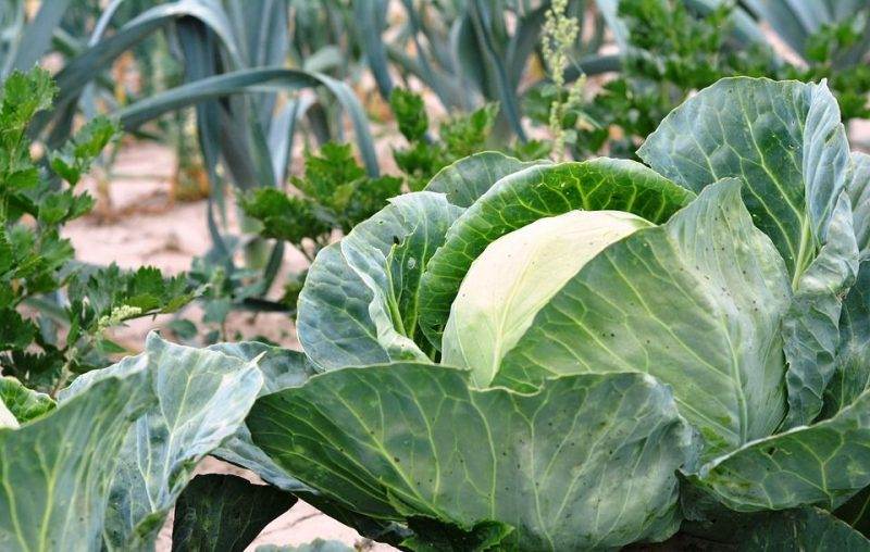 Potager de Bressoux: seuls certains légumes sont pollués au plomb