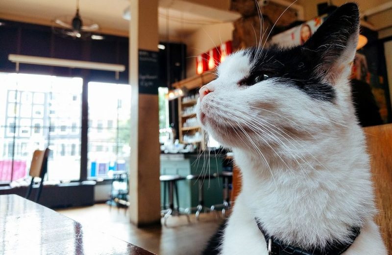 Le premier bar à chats devrait voir le jour prochainement à Liège