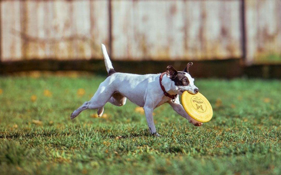 Un parc canin en projet boulevard d’Avroy