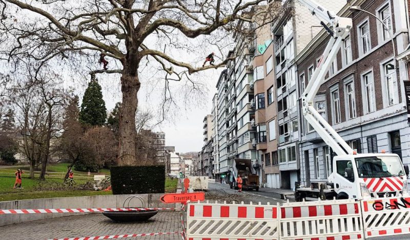 Un arbre vieux de 178 ans est en train d’être scalpé au Jardin Botanique