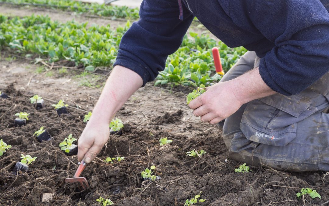 Un groupe de coopérateurs cherche à sauver les Compagnons de la Terre