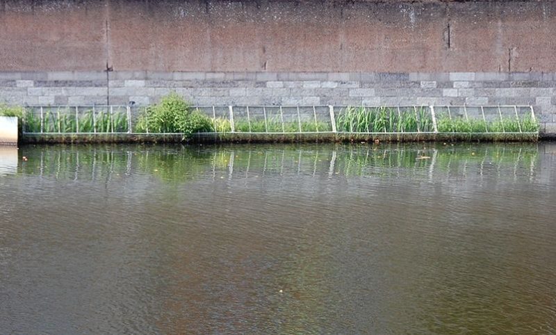 Des nurseries à poissons installées le long de la Dérivation