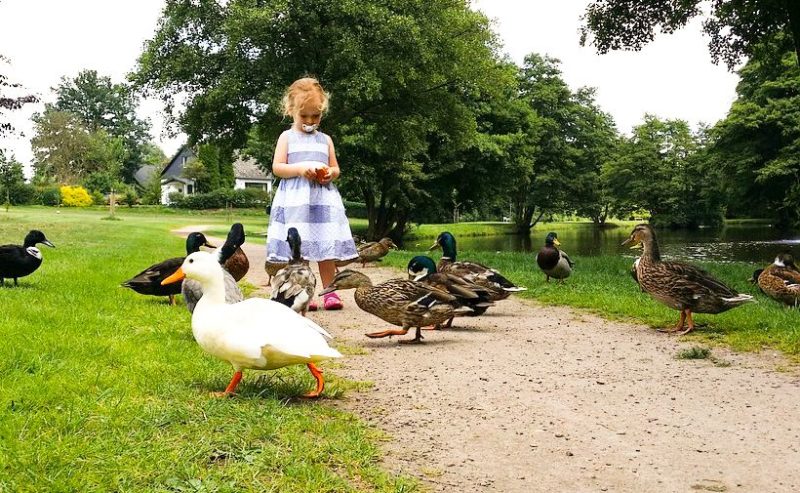 Il est interdit de nourrir les animaux dans les parcs communaux: voici pourquoi