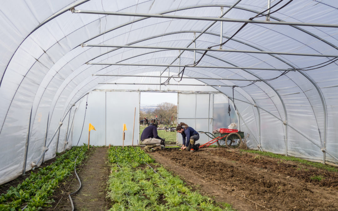 Les Petits Producteurs sous pression: “continuez à nous soutenir après la pandémie pour qu’ils puissent en vivre”