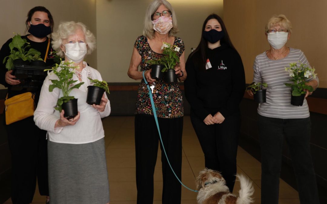 Les plantes destinées à l’édition 2020 de “Bueren en fleurs” données aux seniors à l’occasion de la fête des mères