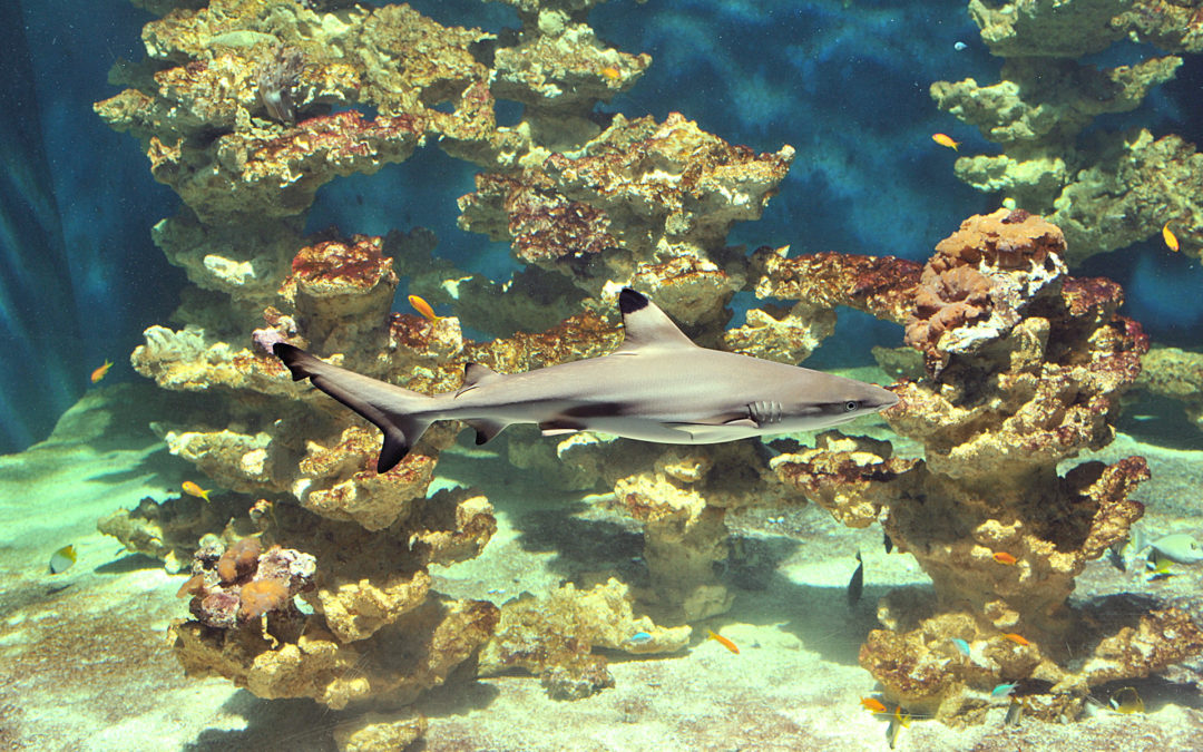 L’Aquarium et la Maison de la Science à nouveau ouverts