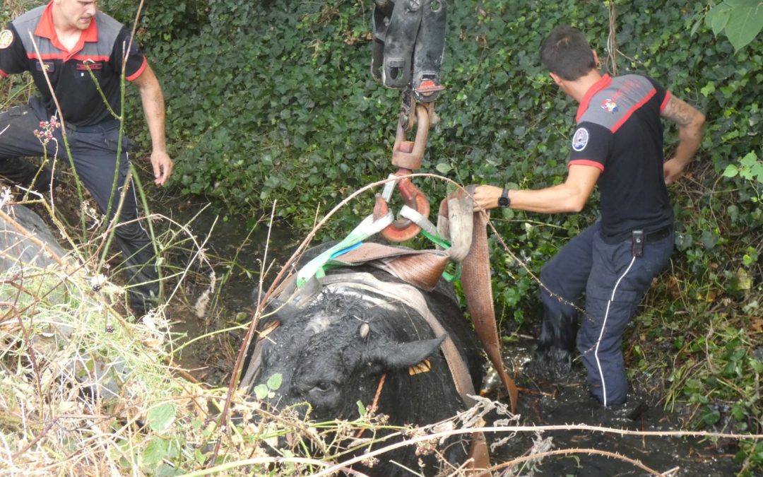 Insolite à Herstal: les pompiers sauvent une vache coincée dans la boue