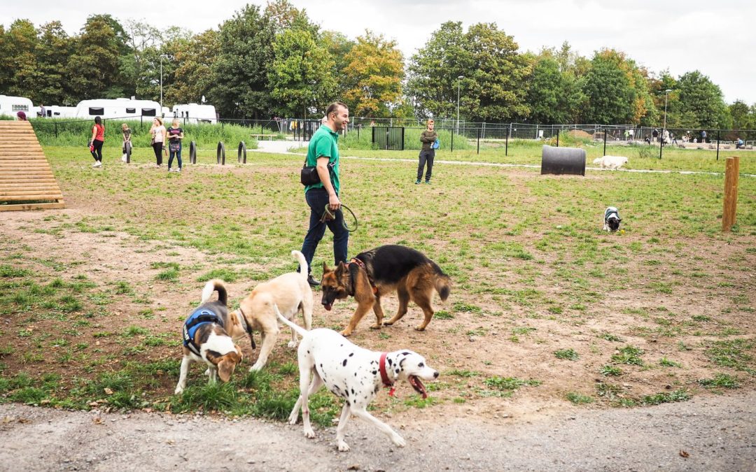 Les chiens sont déjà wouf du premier #parc canin liégeois de Cointe