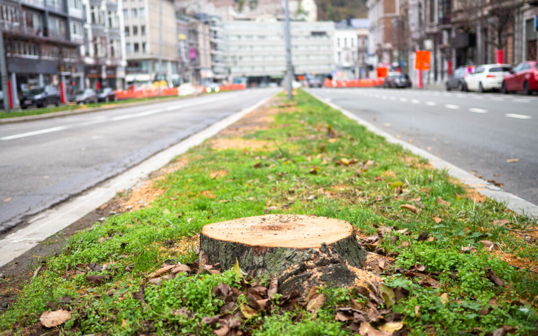 Des dizaines d’arbres encore abattus pour laisser passer le tram: bd de la Sauvenière, Guillemins,…