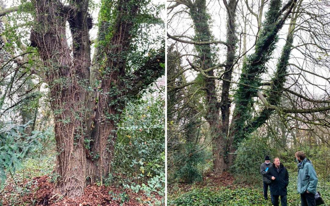 La plus gros arbre de Liège se trouve à Grivegnée et fait plus de 8m de circonférence