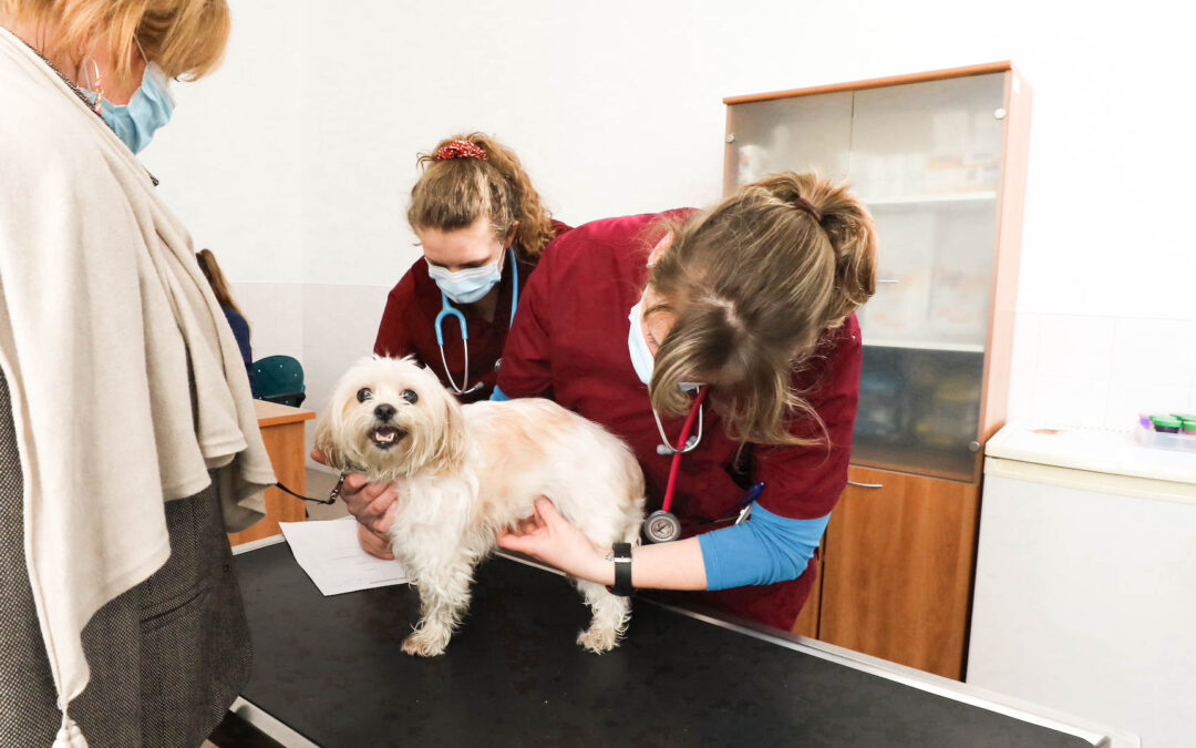 Les compagnons à 4 pattes des personnes précaires désormais soignés à la caserne Saint-Laurent