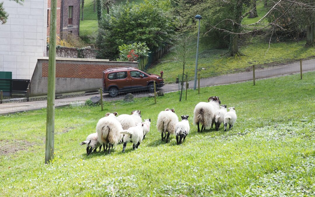 Les moutons du parc de Cointe n’ont pas une vie facile