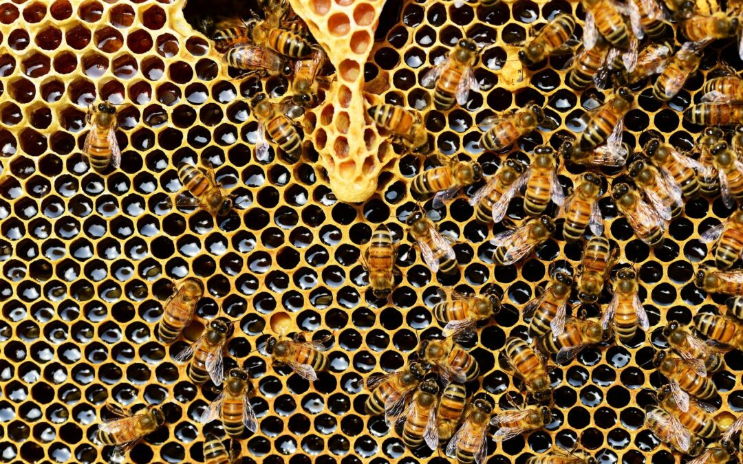 La Médiacité organise des ateliers sur les abeilles et fait gagner des pots de miel issus des ruches installées sur ses toits