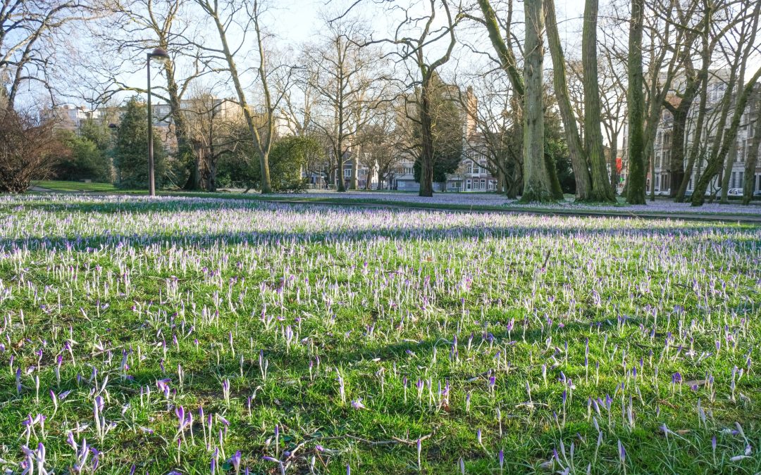 Un magnifique tapis de milliers de crocus sur les pelouses du jardin botanique