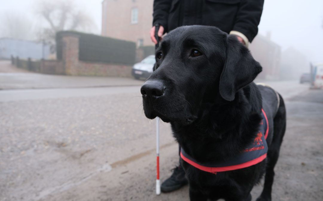 Opération Violettes en faveur des chiens guides: on peut tout faire en ligne