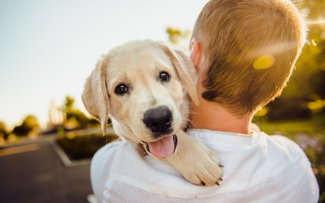 Chiens et maîtres vont pouvoir se tester dans un concours canin organisé par la Ville