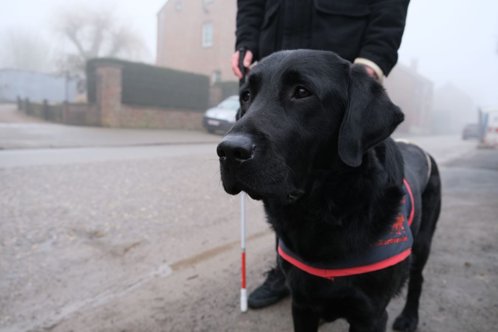 Envie d’aider à former un chien guide ? Entrevues lance sa campagne d’appel