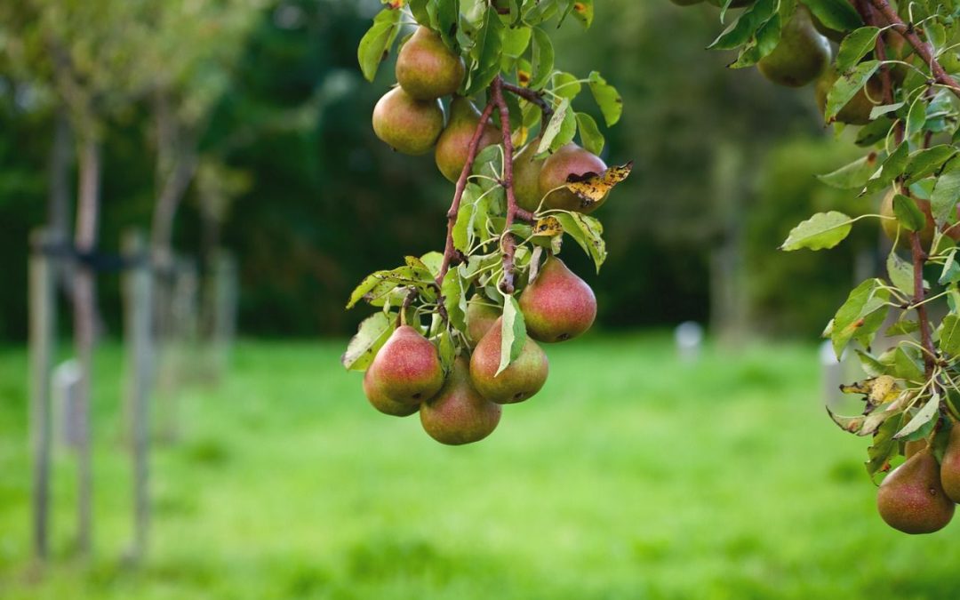 Distribution gratuite d’arbres et de petits fruitiers