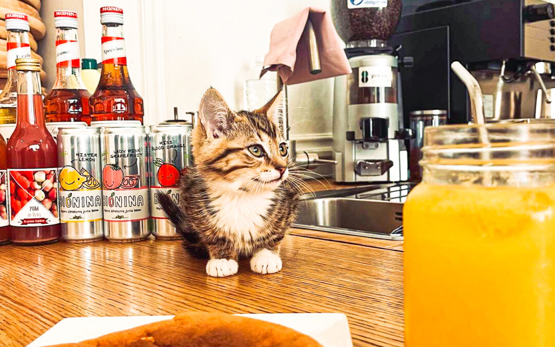 La bar à chats de la rue des Clarisses est contraint de fermer et cherche un repreneur