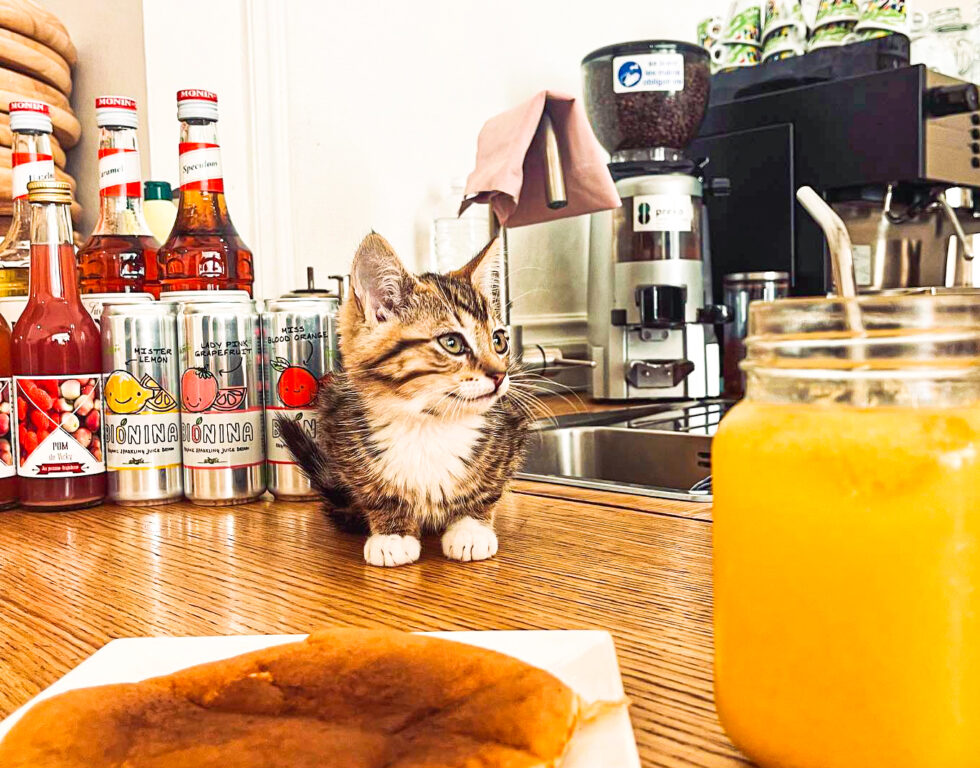 La Bar à Chats De La Rue Des Clarisses Est Contraint De Fermer Et