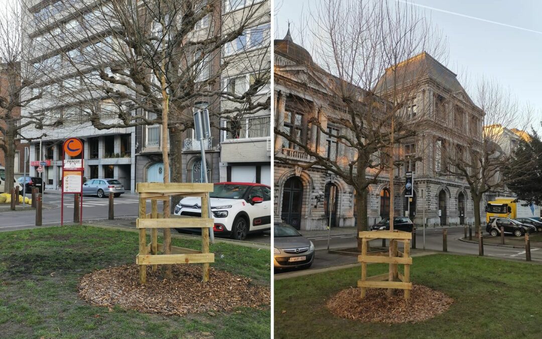 20 sophoras du Japon plantés sur le boulevard Piercot