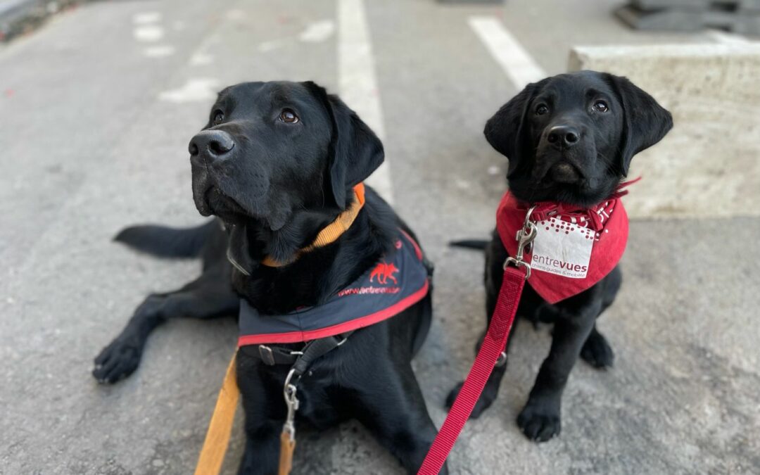 Pendant tout le mois de mars, soutenez l’association qui forme des chiens guides pour les personnes mal ou non-voyantes