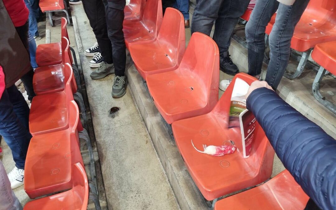 Rats morts retrouvés dans les tribunes du stade du Standard: les ultras de Charleroi réagissent avec humour