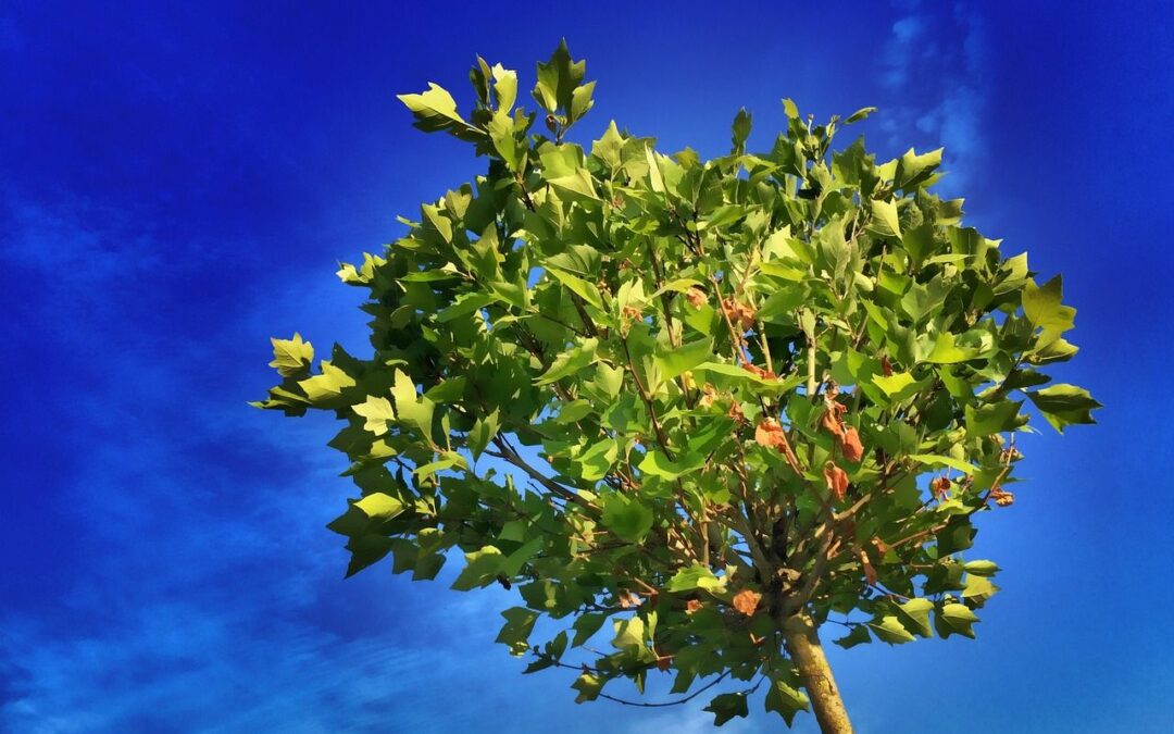 Si vous souhaitez recevoir gratuitement un arbre à planter en novembre, il est temps de le réserver