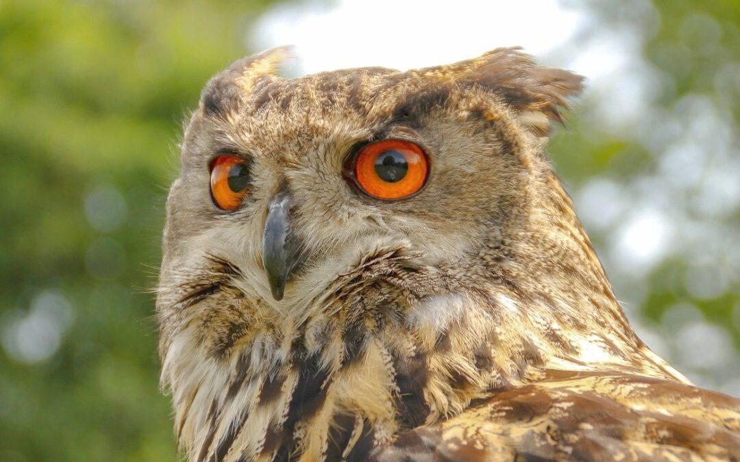 Un hibou grand-duc fait son festin des rats du Jardin Botanique mais pourrait aussi s’attaquer aux chats,…