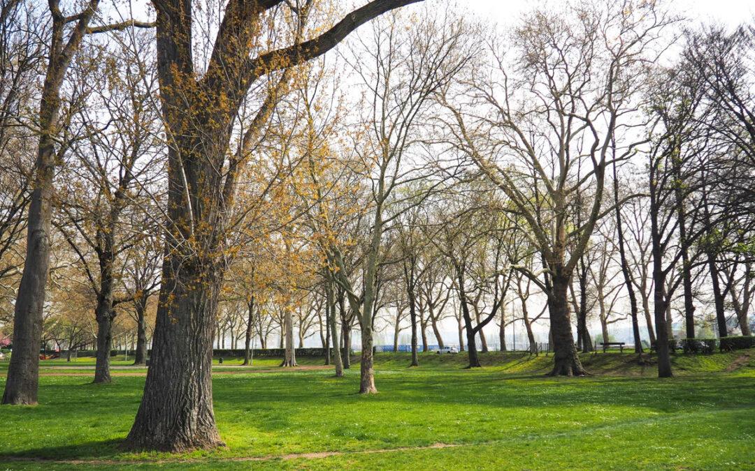 580 nouveaux arbres et 500 de remplacement doivent être plantés à Liège d’ici 2024