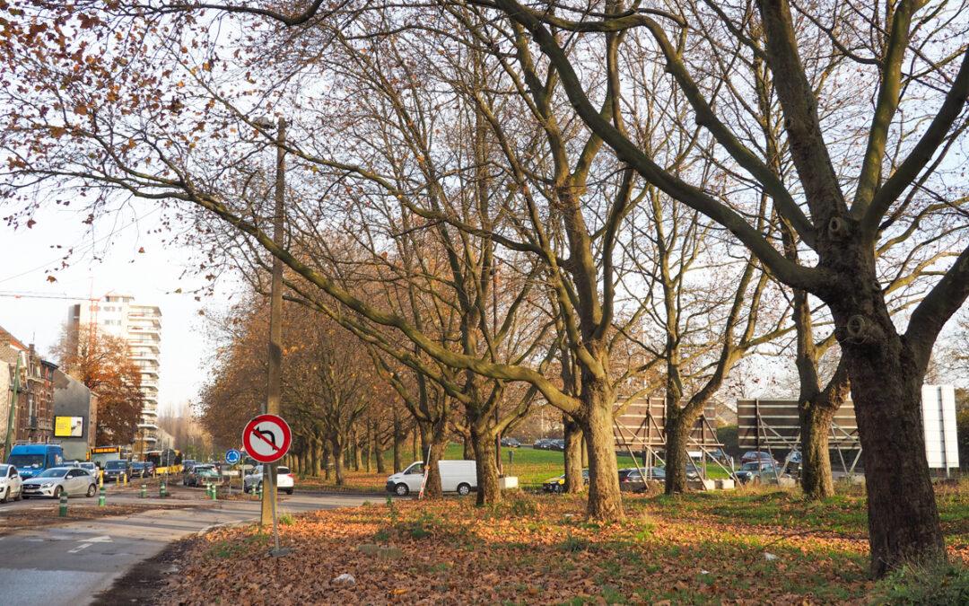 On va abattre les premiers arbres dans le cadre de l’extension du tram vers Herstal