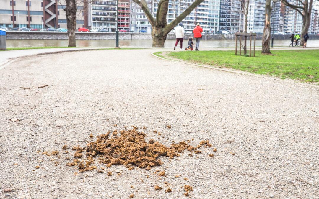 Quand les chevaux de la police fédérale se soulagent dans les allées du parc de la Boverie