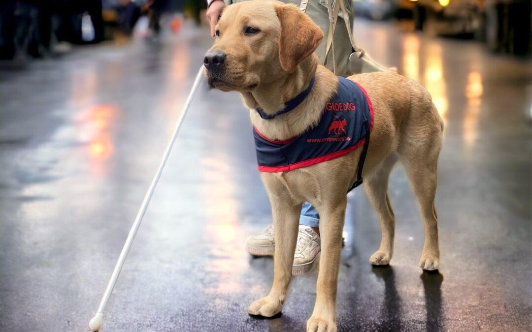 La commerçante liégeoise Aurore Morisse est marraine de l’opération Violette, en faveur des chiens guides