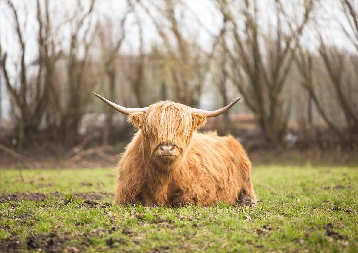 Un troupeau de vaches Highland au Sart-Tilman: on pourra les voir dès avril