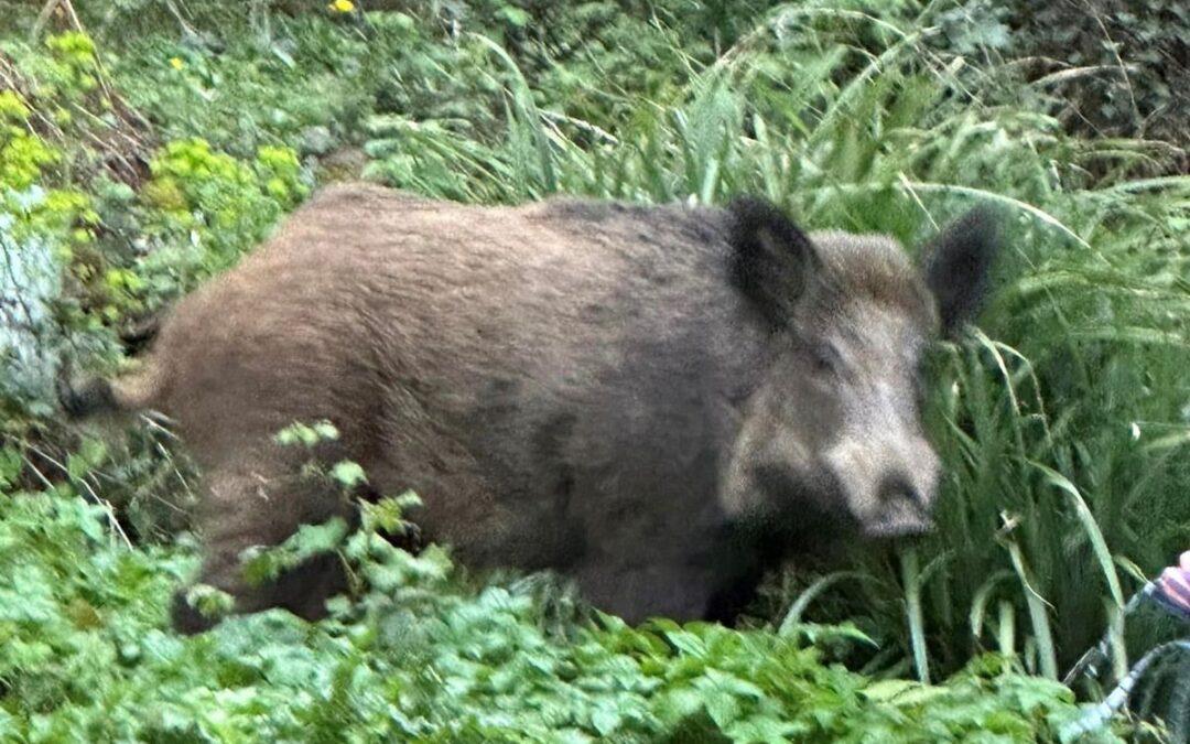 Un chasseur de la Région wallonne cherche actuellement Henry, le sanglier du Laveu, pour le replacer ailleurs