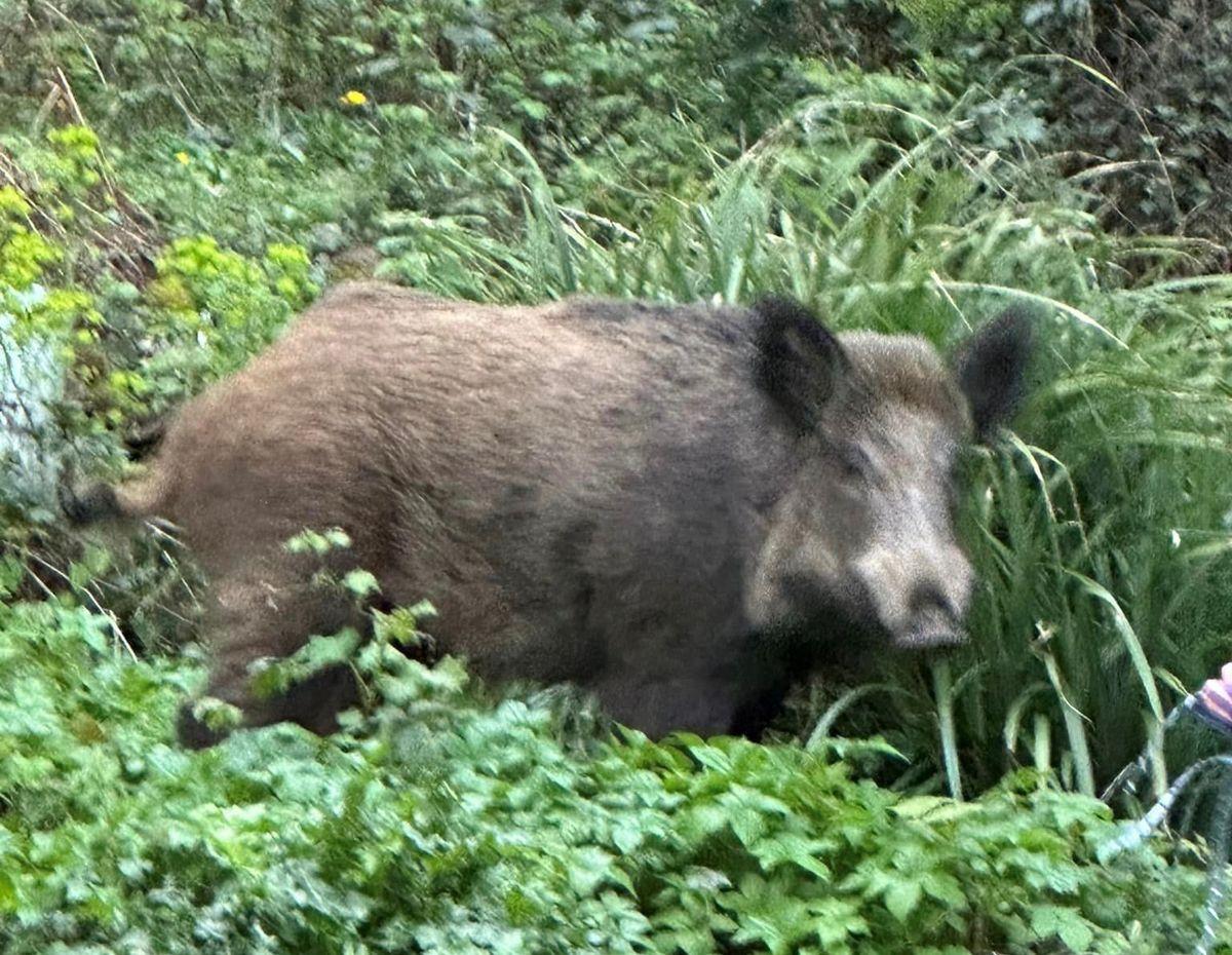 Un chasseur de la Région wallonne cherche actuellement Henry, le sanglier du Laveu, pour le replacer ailleurs