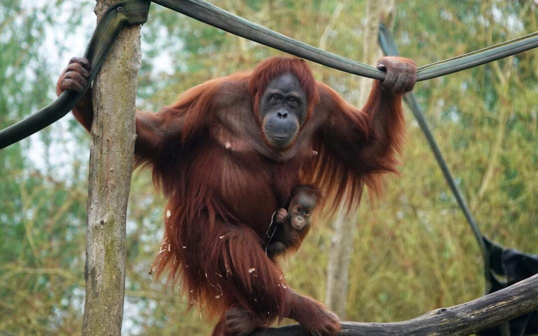 Espoir pour les orangs-outans : deux naissances exceptionnelles au Monde Sauvage