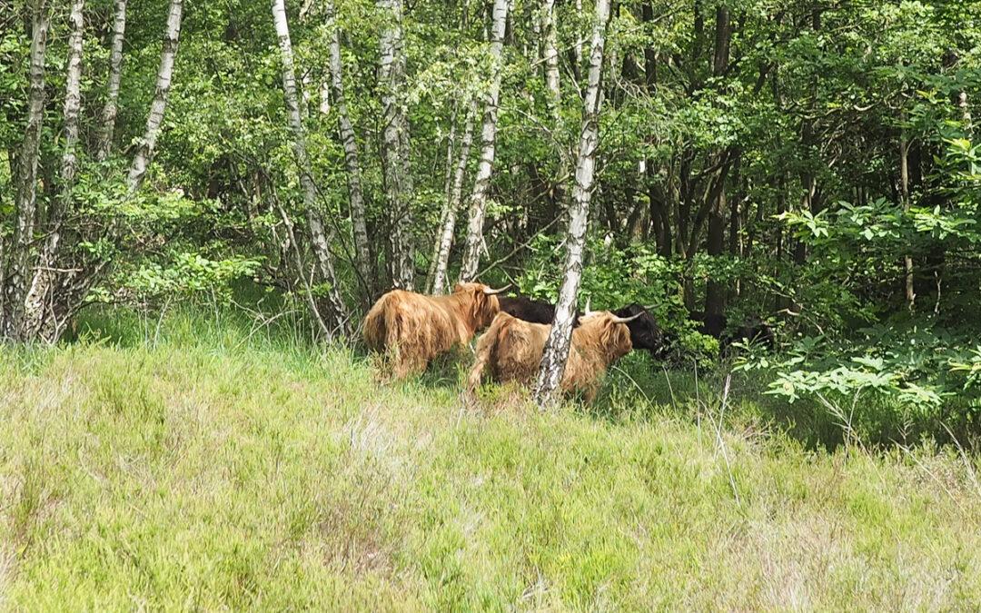 Les vaches Highland sont arrivées à la lande de Streupas, au Sart-Tilman: les promeneurs peuvent les voir