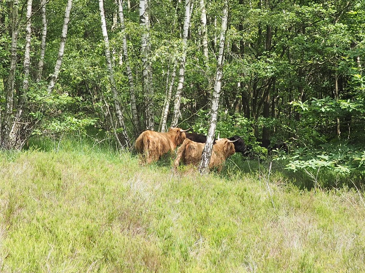 Les vaches Highland sont arrivées à la lande de Streupas, au Sart-Tilman: les promeneurs peuvent les voir