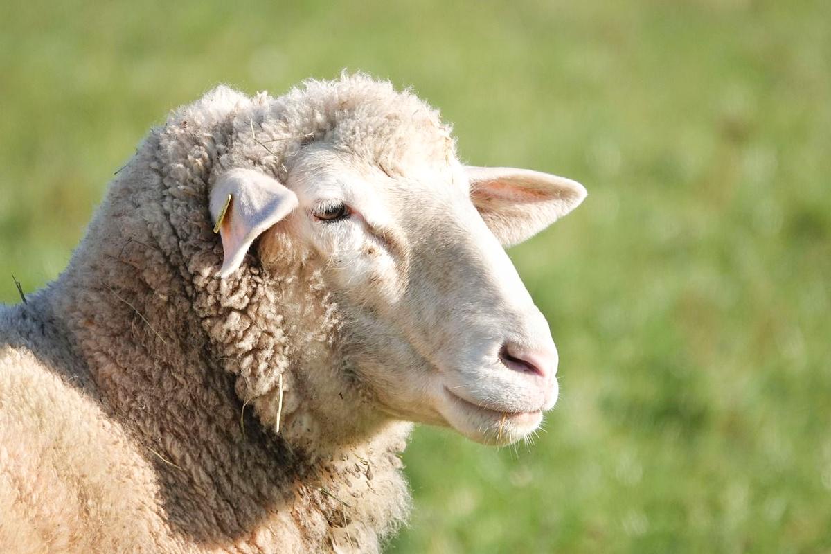 24.000 signataires et une échevine contre l’abattage rituel à domicile autorisé: “l’animal agonise plusieurs minutes en criant et en se vidant de son sang”