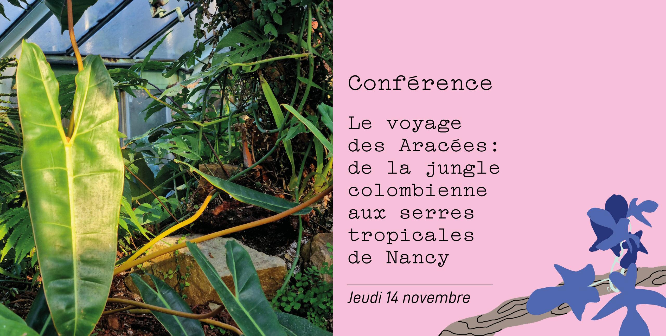 Le voyage des Aracées - Conférence