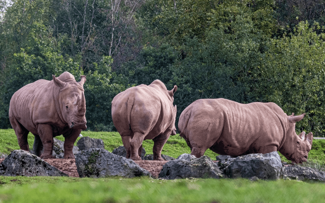 Gilou, rhinocéros blanc du sud et fameux reproducteur, débarque au Monde Sauvage