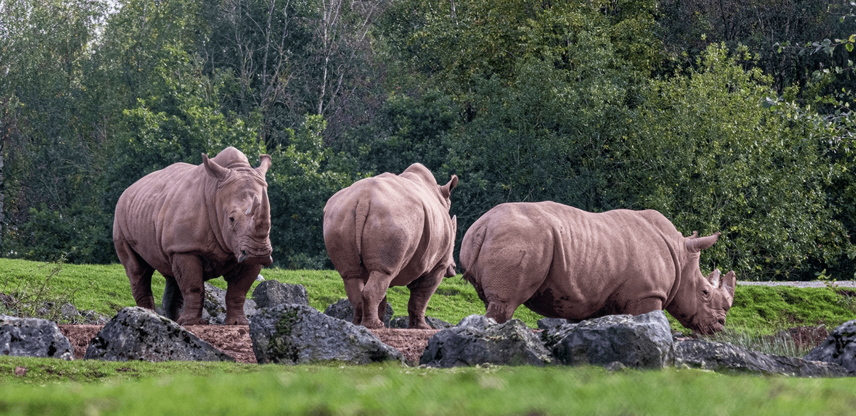 Gilou, rhinocéros blanc du sud et fameux reproducteur, débarque au Monde Sauvage