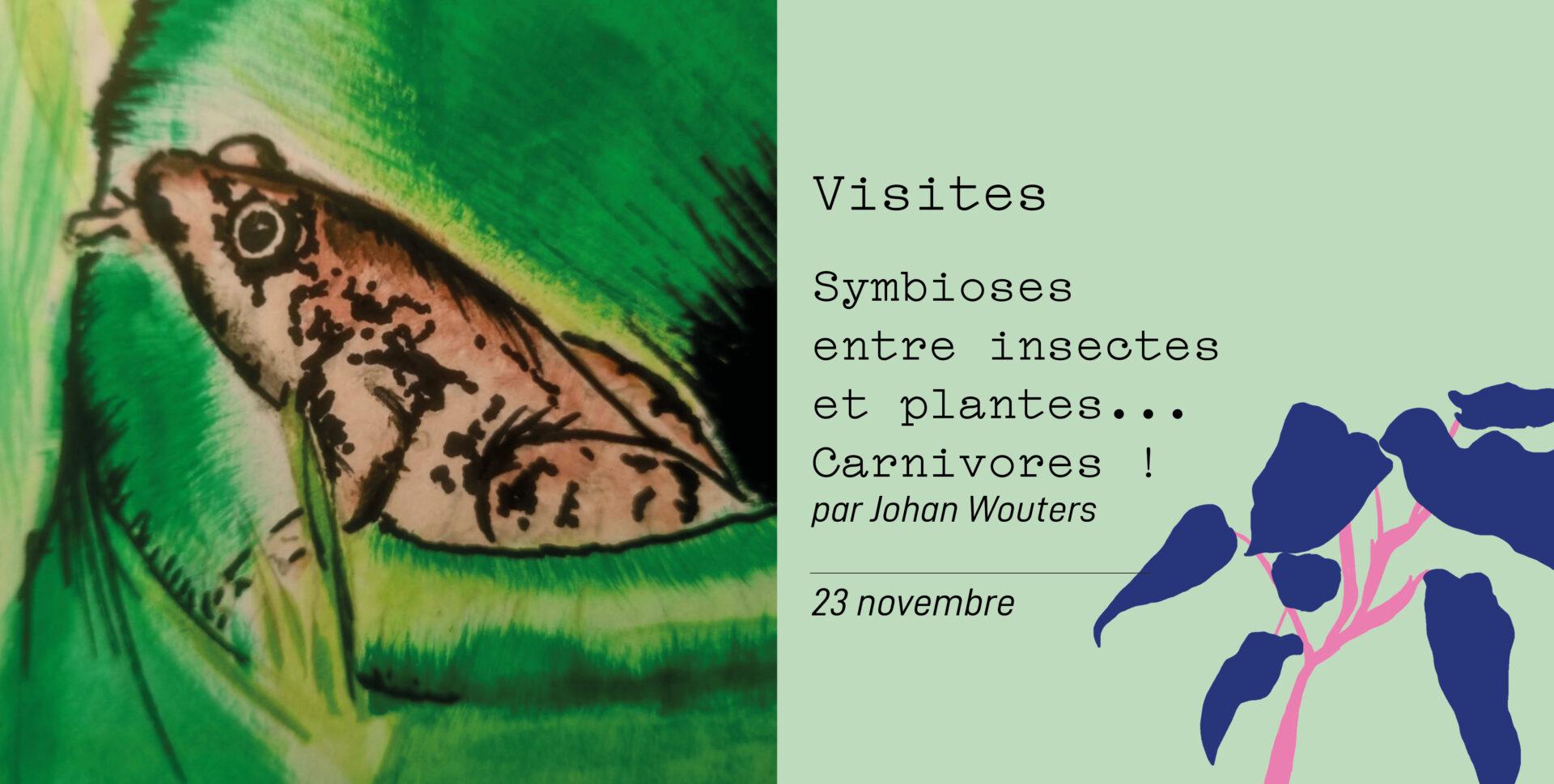 Symbioses entre insectes et plantes...Carnivores!