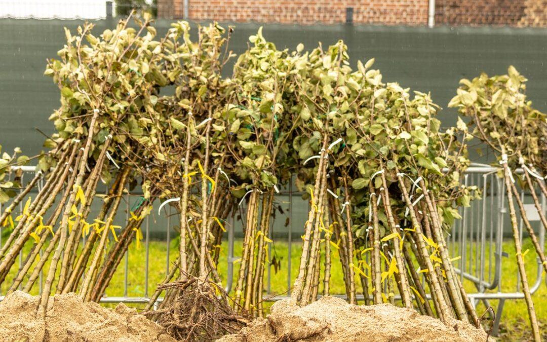 Distribution gratuite d’arbres et de petits fruitiers en novembre: réservations ouvertes !