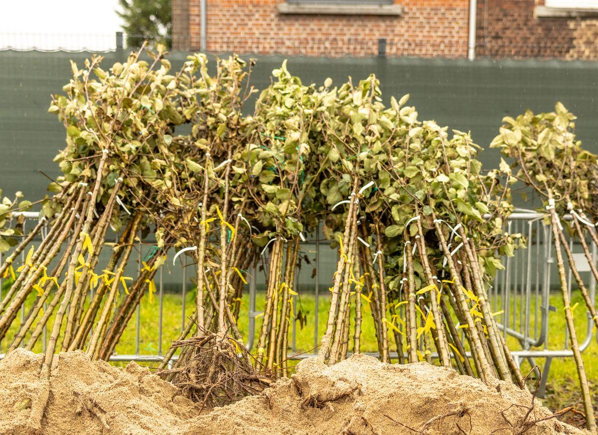 Distribution gratuite d’arbres et de petits fruitiers en novembre: réservations ouvertes !