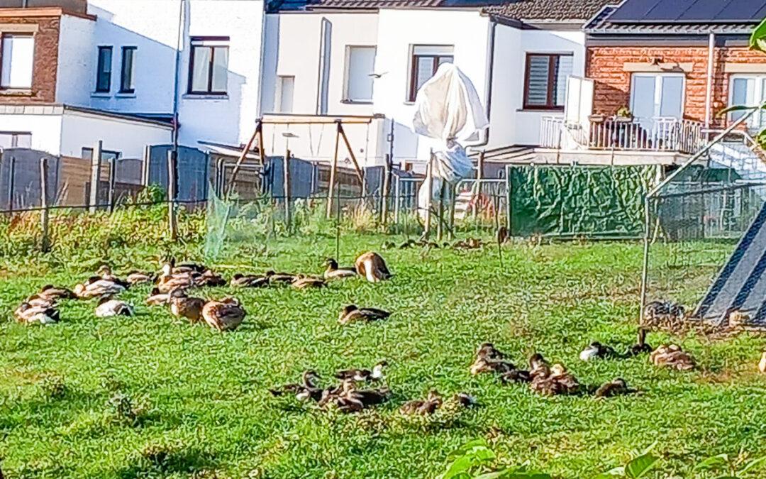 “Accepter un élevage de 200 canards au fond de son jardin?”: une demande de permis crispe au Laveu