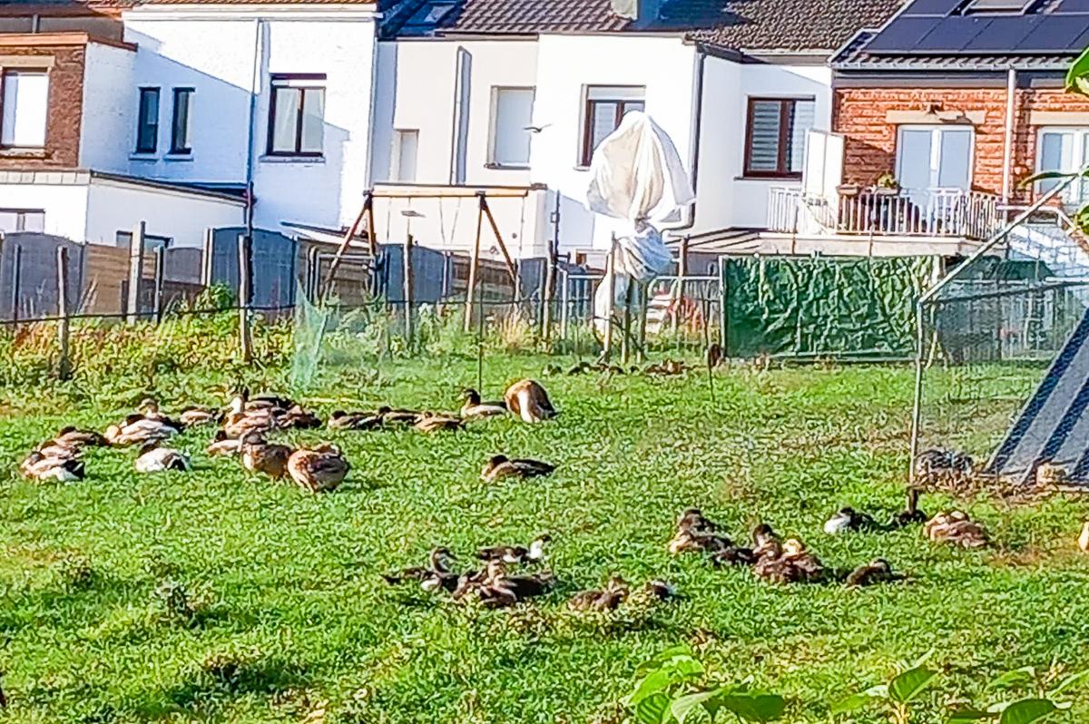 “Accepter un élevage de 200 canards au fond de son jardin?”: une demande de permis crispe au Laveu