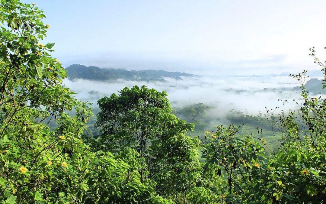 Avant-première du film “Amazonia” et soirée de sensibilisation à la défense des droits et de la culture des peuples indigènes