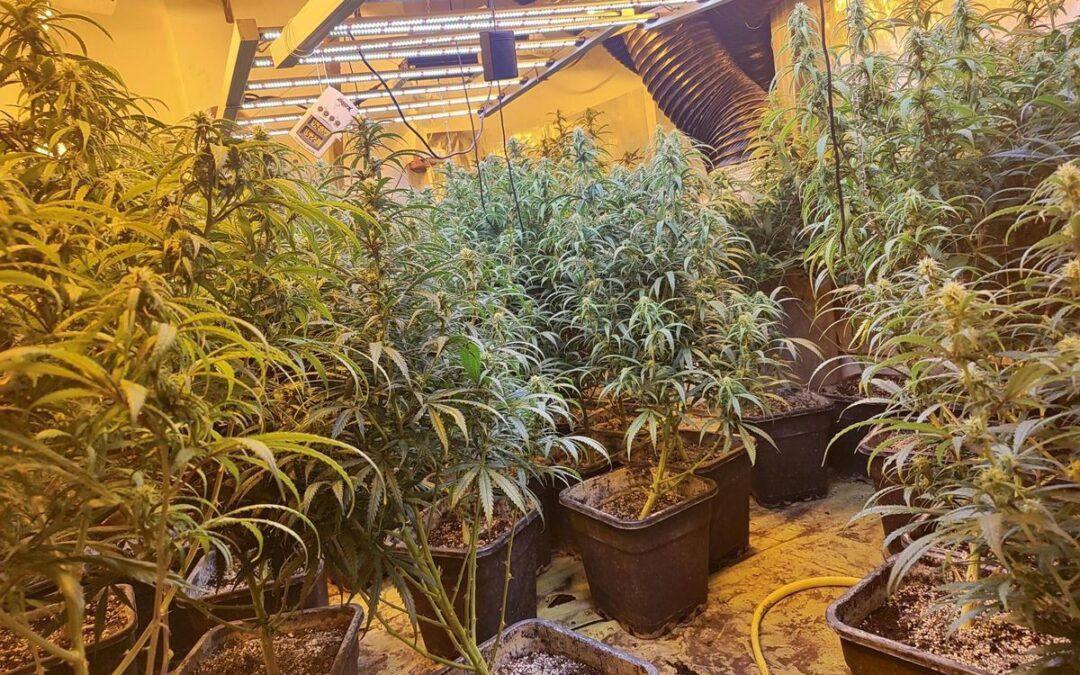 Mafia albanaise: 500 plants de cannabis et un labo de drogues synthétiques mis au jour par la police